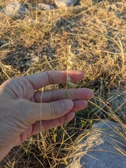 Bouteloua rigidiseta