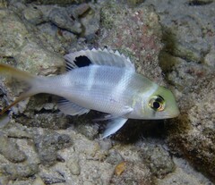 Monotaxis grandoculis