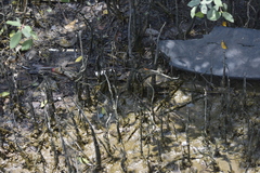 Sonneratia caseolaris