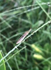 Leptocorisa chinensis