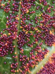 Synchytrium australe