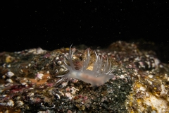 Dendronotus dalli