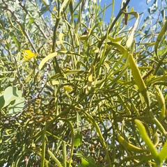 Phoradendron carneum