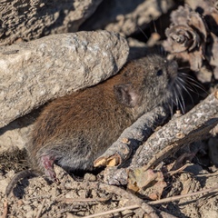 Microtus pennsylvanicus