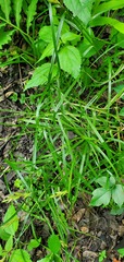 Carex muskingumensis