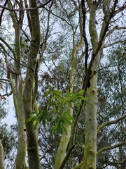 Eucalyptus