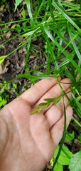Carex muskingumensis