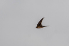 Hirundo rustica