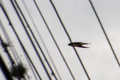 Hirundo rustica