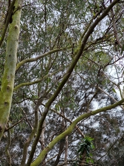 Eucalyptus