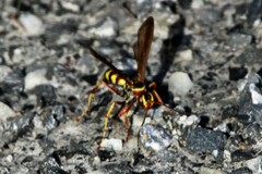 Poecilopompilus interruptus