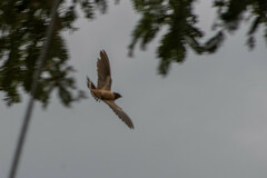 Hirundo rustica