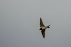 Hirundo rustica