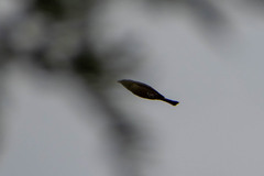 Molothrus bonariensis