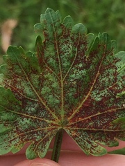 Synchytrium australe