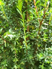 Pimelea serpyllifolia