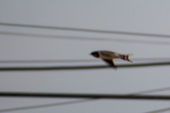 Hirundo rustica