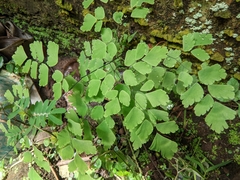 Adiantum tenerum