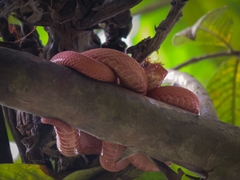 Bothriechis schlegelii