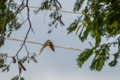 Hirundo rustica