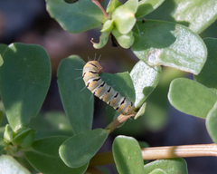 Euscirrhopterus gloveri