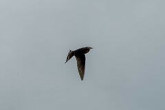 Hirundo rustica