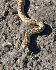 Pituophis catenifer deserticola