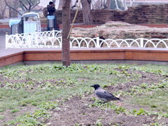 Corvus cornix