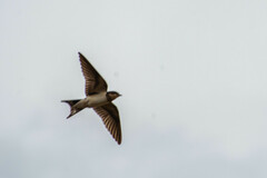 Hirundo rustica