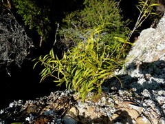 Dendrobium cunninghamii