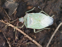 Chlorocoris
