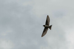 Hirundo rustica