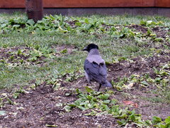 Corvus cornix