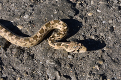 Pituophis catenifer deserticola