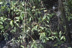 Sonneratia caseolaris