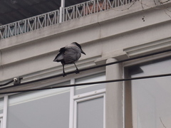 Corvus cornix