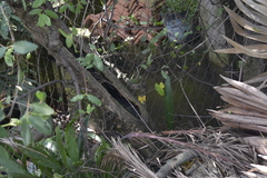 Sonneratia caseolaris