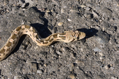 Pituophis catenifer deserticola