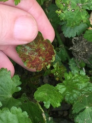 Synchytrium australe