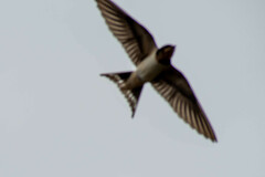 Hirundo rustica