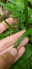 Carex grisea