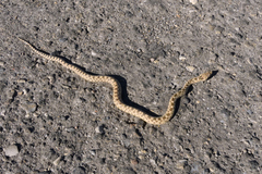 Pituophis catenifer deserticola