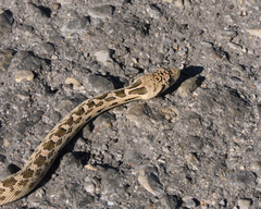 Pituophis catenifer deserticola
