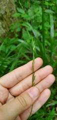 Diarrhena obovata