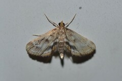 Parapoynx obscuralis