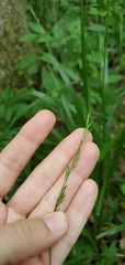 Diarrhena obovata