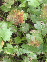 Synchytrium australe