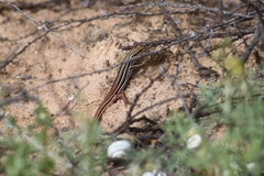 Ctenotus
