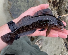 Hexagrammos decagrammus
