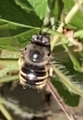 Xylocopa tabaniformis parkinsoniae